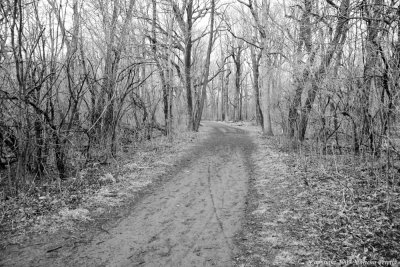 Forest Reserve At Spring