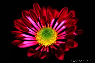 Red Mums (Chrysanthemum morifolium), 4th place N4C 04/2010, 2nd place LVCC Pictorial Projected Basic 02/19/10