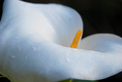 calla lily