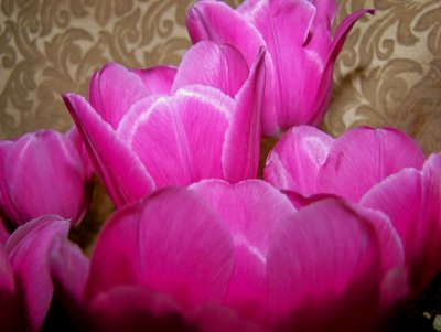 pink tulips