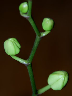 white orchid bud