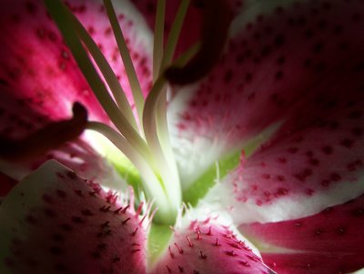 stargazer lily