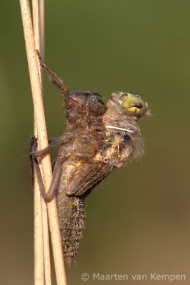 Four-spotted chaser