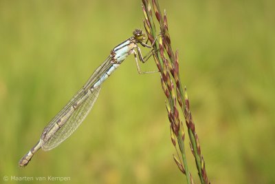 Common blue damselfly (Enallagma cyatigerum)