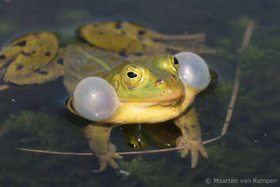 Pool frog (Rana lessonae)