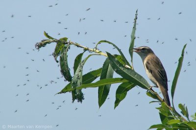 Sedge warbler (Acroce-phalus schoenobaenus)