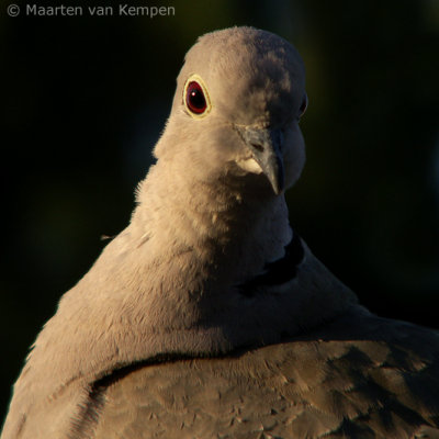 Turtle dove (Streptopelia decaocto)