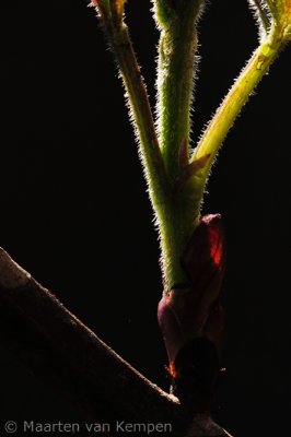 Black elderberry (Sambucus nigra)