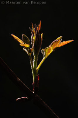 Black elderberry (Sambucus nigra)