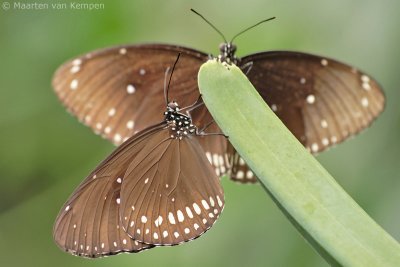 Common Crow (Euploea core)