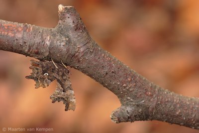 Comma butterfly (Polygonia c-album)