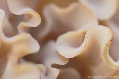 Cauliflower mushroom (Sparassis crispa)