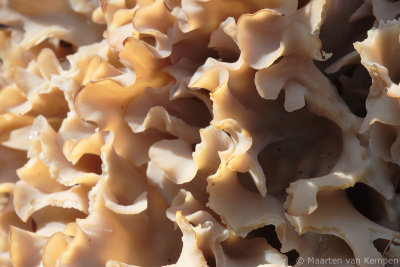 Cauliflower mushroom (Sparassis crispa)