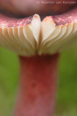 Fruity brittlegill(Russula queletii)