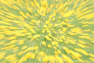 Dandelion (Taraxacum officinale)