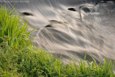 Grass
