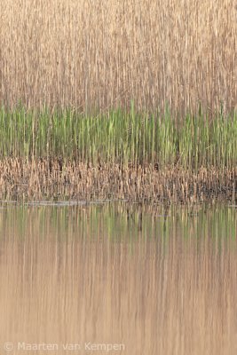 Reed