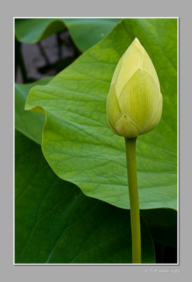 Lotus-2.jpg