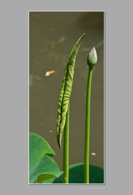 Lotus-5.jpg