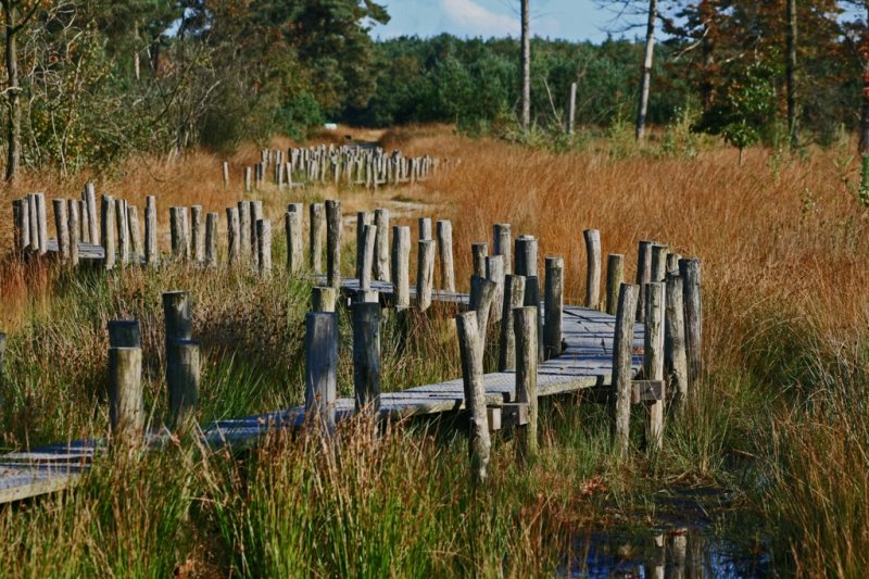 Het Plankenpad_0447