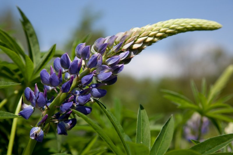 Lupine_2242