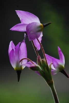 Shooting Stars at dusk