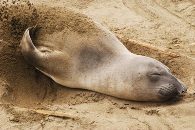 Elephant seal sand bath