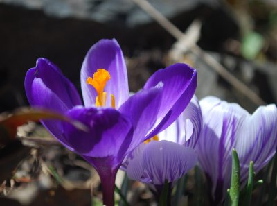 crocus2.jpg