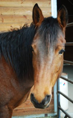 Bree, my pony