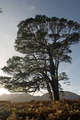 Tree.jpg