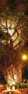 El Dirian Tree