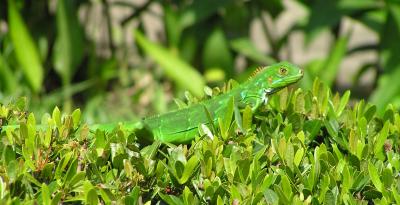 Evil Eye Lizard