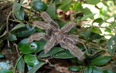 Hairy Cute Little Thing