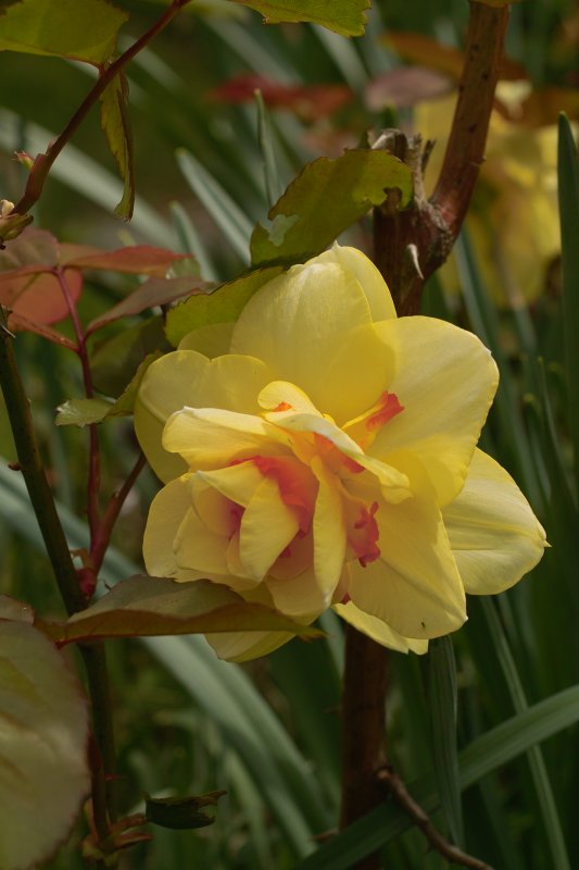 Daffodil Tahiti