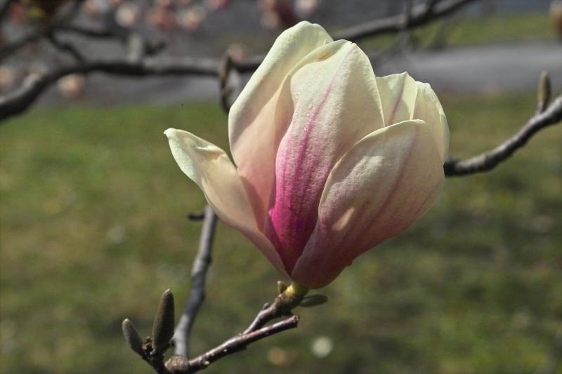 IMG03816.jpg