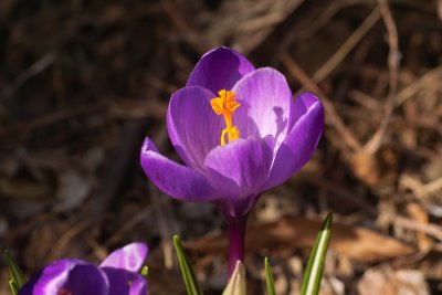 Purple Crocus