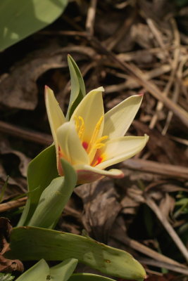 Species Tulip