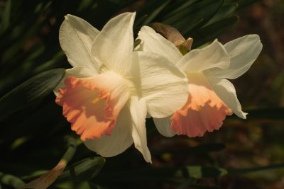Blushing Daffodils