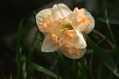 Split Corona Daffodil