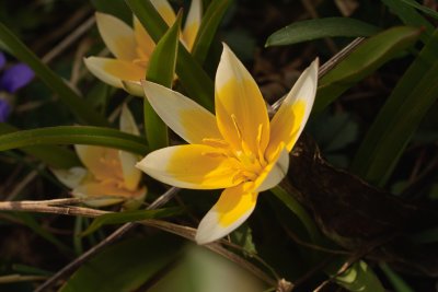 Species Tulip Tarda