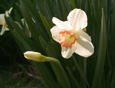 Pink Daffodil  #2