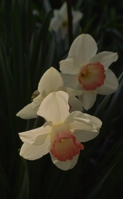 Pink Daffodils