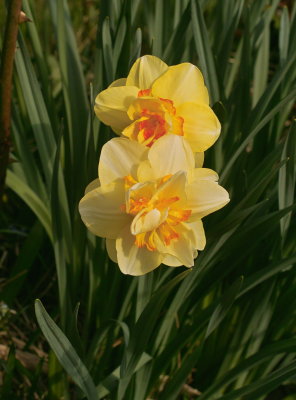 Latest daffodils