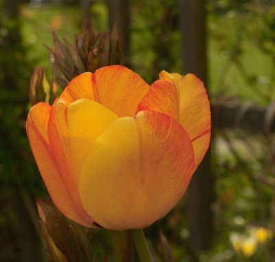 Yellow-orange tulip