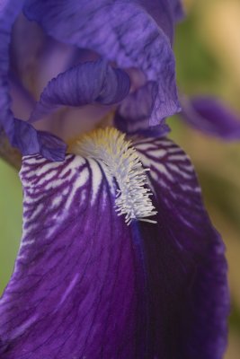 Purple Iris Beard close-up