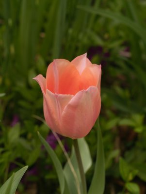 Pink Chalice Tulip