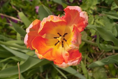 Parrot Tulip