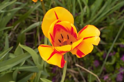  Monsella Tulip