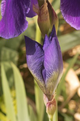 Tomorrow's Purple Iris