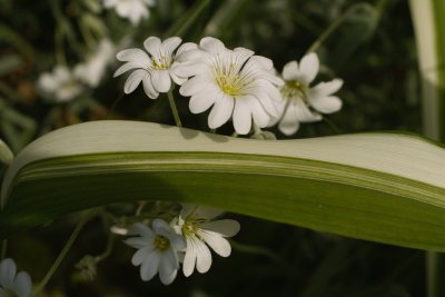 SDIM8175.jpg